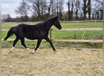 American Quarter Horse, Stallion, 3 years, 14,3 hh, Bay-Dark