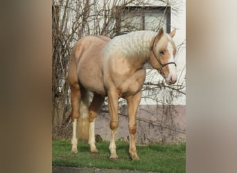 American Quarter Horse, Stallion, 3 years, 14,3 hh, Palomino
