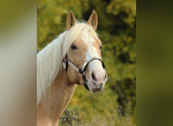 American Quarter Horse, Stallion, 3 years, 14,3 hh, Palomino