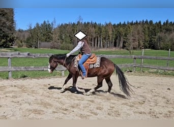 American Quarter Horse, Stallion, 3 years, 15.1 hh, Brown American Quarter Horse, Stallion, 3 years, 15.1 hh, Brown