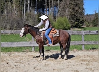 American Quarter Horse, Stallion, 3 years, 15.1 hh, Brown American Quarter Horse, Stallion, 3 years, 15.1 hh, Brown