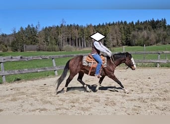 American Quarter Horse, Stallion, 3 years, 15.1 hh, Brown American Quarter Horse, Stallion, 3 years, 15.1 hh, Brown