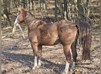 American Quarter Horse, Stallion, 3 years, 15.1 hh, Chestnut-Red