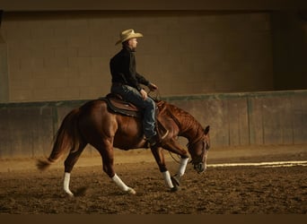 American Quarter Horse, Stallion, 3 years, 15.1 hh, Chestnut-Red