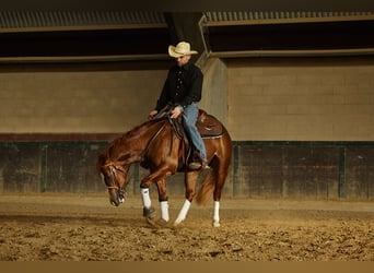American Quarter Horse, Stallion, 3 years, 15.1 hh, Chestnut-Red