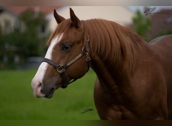 American Quarter Horse, Stallion, 3 years, 15.1 hh, Rabicano