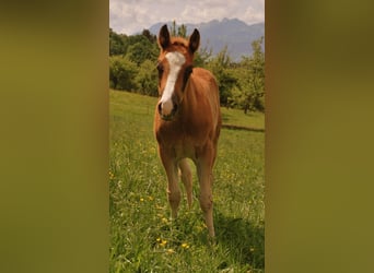 American Quarter Horse, Stallion, 3 years, 15,1 hh, Rabicano