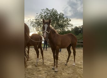 American Quarter Horse, Stallion, 3 years, 15,1 hh, Rabicano