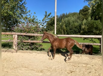 American Quarter Horse, Stallion, 3 years, 15,1 hh, Rabicano