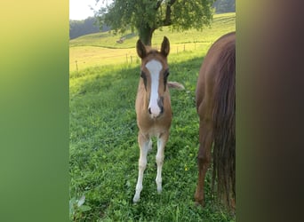 American Quarter Horse, Stallion, 3 years, 15,1 hh, Rabicano