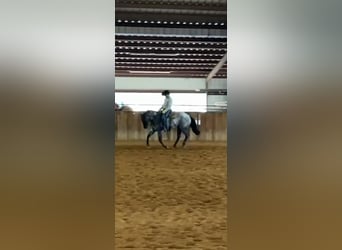 American Quarter Horse, Stallion, 3 years, 15.2 hh, Roan-Blue