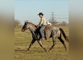American Quarter Horse, Stallion, 3 years, 15.2 hh, Roan-Blue