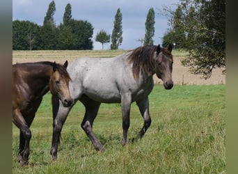 American Quarter Horse, Stallion, 3 years, 15,2 hh, Roan-Blue