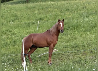 American Quarter Horse, Stallion, 3 years, 15 hh, Brown-Light