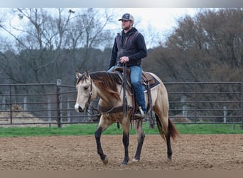 American Quarter Horse, Stallion, 3 years, 15 hh, Buckskin