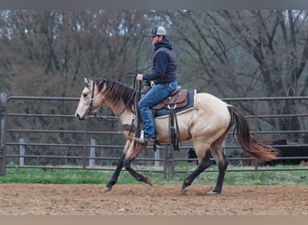 American Quarter Horse, Stallion, 3 years, 15 hh, Buckskin