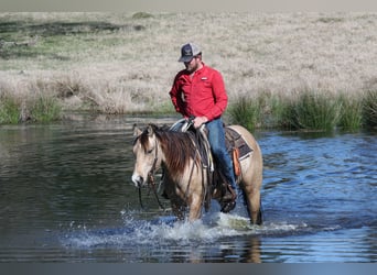 American Quarter Horse, Stallion, 3 years, 15 hh, Buckskin