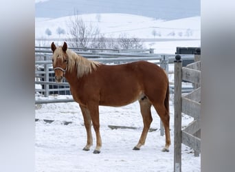 American Quarter Horse, Stallion, 3 years, 15 hh, Chestnut-Red