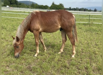 American Quarter Horse, Stallion, 3 years, 15 hh, Chestnut-Red