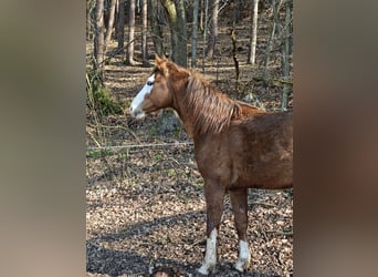 American Quarter Horse, Stallion, 3 years, 15 hh, Chestnut-Red