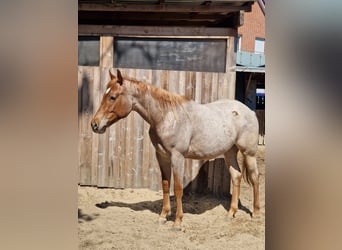 American Quarter Horse, Stallion, 3 years, 15,2 hh, Roan-Red