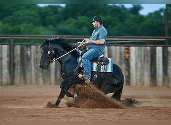 American Quarter Horse, Stallion, 3 years, Bay-Dark