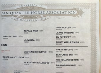American Quarter Horse, Stallion, 3 years, Bay