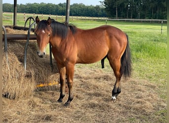 American Quarter Horse, Stallion, 3 years, Brown