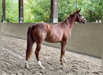 American Quarter Horse, Stallion, 3 years, Chestnut-Red