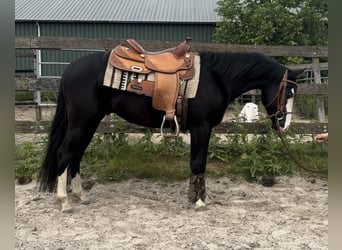 American Quarter Horse, Stallion, 4 years, 13.2 hh, Black