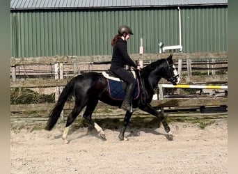 American Quarter Horse, Stallion, 4 years, 13.2 hh, Black