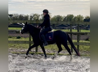 American Quarter Horse, Stallion, 4 years, 13.2 hh, Black