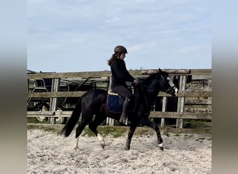 American Quarter Horse, Stallion, 4 years, 13.2 hh, Black