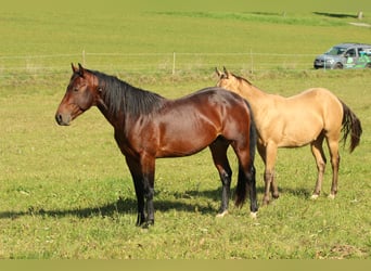 American Quarter Horse, Stallion, 4 years, 13.2 hh
