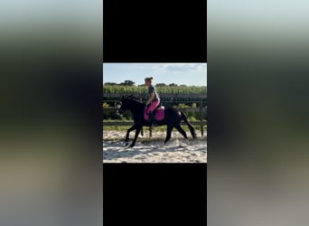 American Quarter Horse, Stallion, 4 years, 13.3 hh, Black