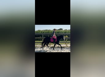 American Quarter Horse, Stallion, 4 years, 13.3 hh, Black