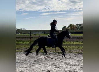 American Quarter Horse, Stallion, 4 years, 13,2 hh, Black