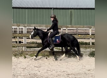 American Quarter Horse, Stallion, 4 years, 13,2 hh, Black
