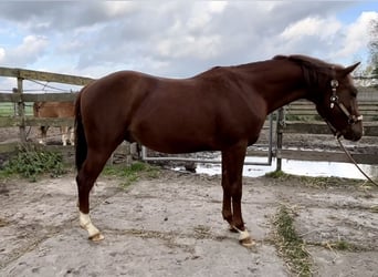 American Quarter Horse, Stallion, 4 years, 14.2 hh, Chestnut-Red