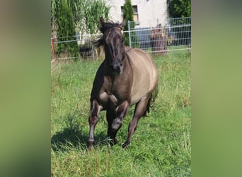 American Quarter Horse, Stallion, 4 years, 14.2 hh, Grullo