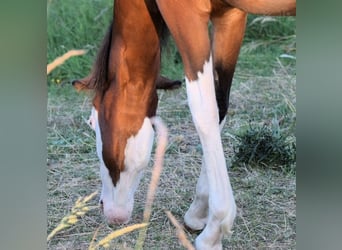 American Quarter Horse, Stallion, 4 years, 14,2 hh, Overo-all-colors