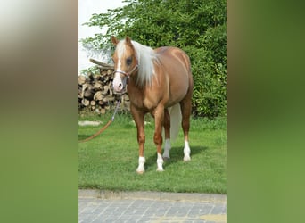 American Quarter Horse, Stallion, 4 years, 14.2 hh, Palomino