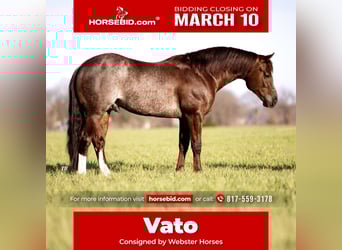 American Quarter Horse, Stallion, 4 years, 14.2 hh, Rabicano
