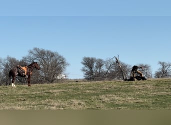 American Quarter Horse, Stallion, 4 years, 14.2 hh, Rabicano