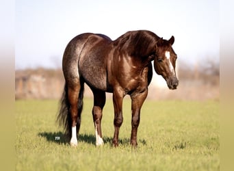 American Quarter Horse, Stallion, 4 years, 14.2 hh, Rabicano