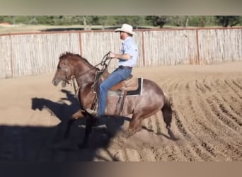 American Quarter Horse, Stallion, 4 years, 14.2 hh, Rabicano