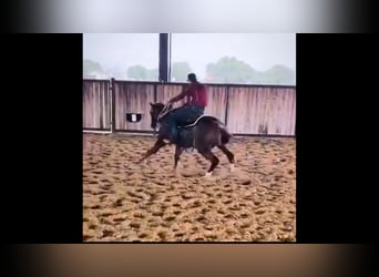 American Quarter Horse, Stallion, 4 years, 14.2 hh, Rabicano