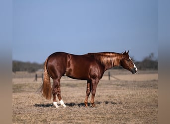 American Quarter Horse, Stallion, 4 years, 14.2 hh, Sorrel