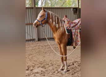 American Quarter Horse, Stallion, 4 years, 14,2 hh, Palomino