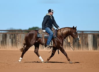 American Quarter Horse, Stallion, 4 years, 14,2 hh, Sorrel